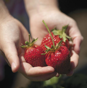 strawberrys