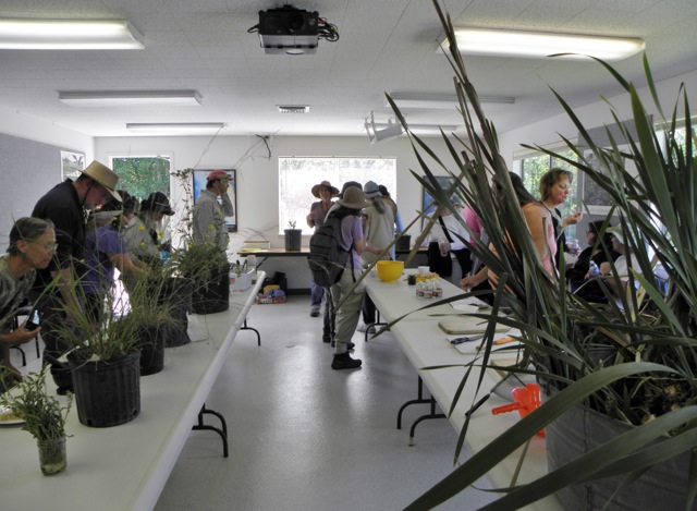 Edible Plant display