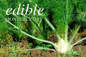 Fennel