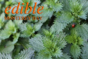 Nettles_Orange