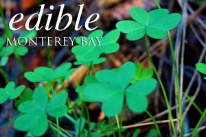 Oxalis