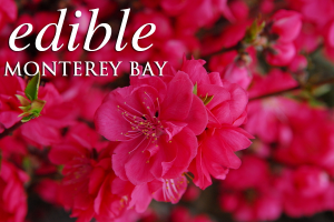 azaleas.1