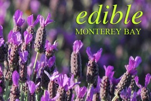 lavender_copy