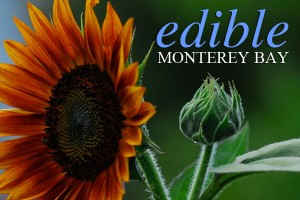 sunflower.1
