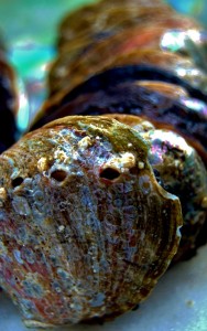 Abalone Stacked for Shipping