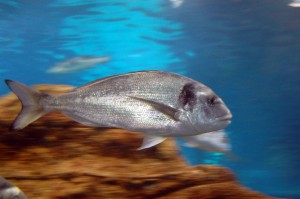 Bass-fish-swimming-fast