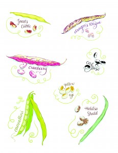 EdibleMonterey-Beans-Vines