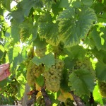 WrightsChardClusters
