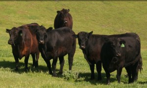 homePixCows