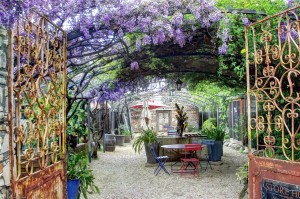 Wisteria