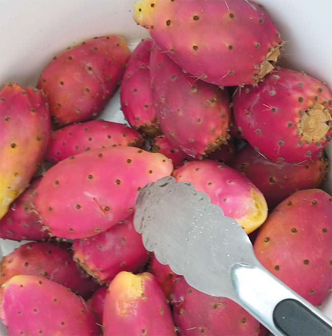 pricklyPearCooler2
