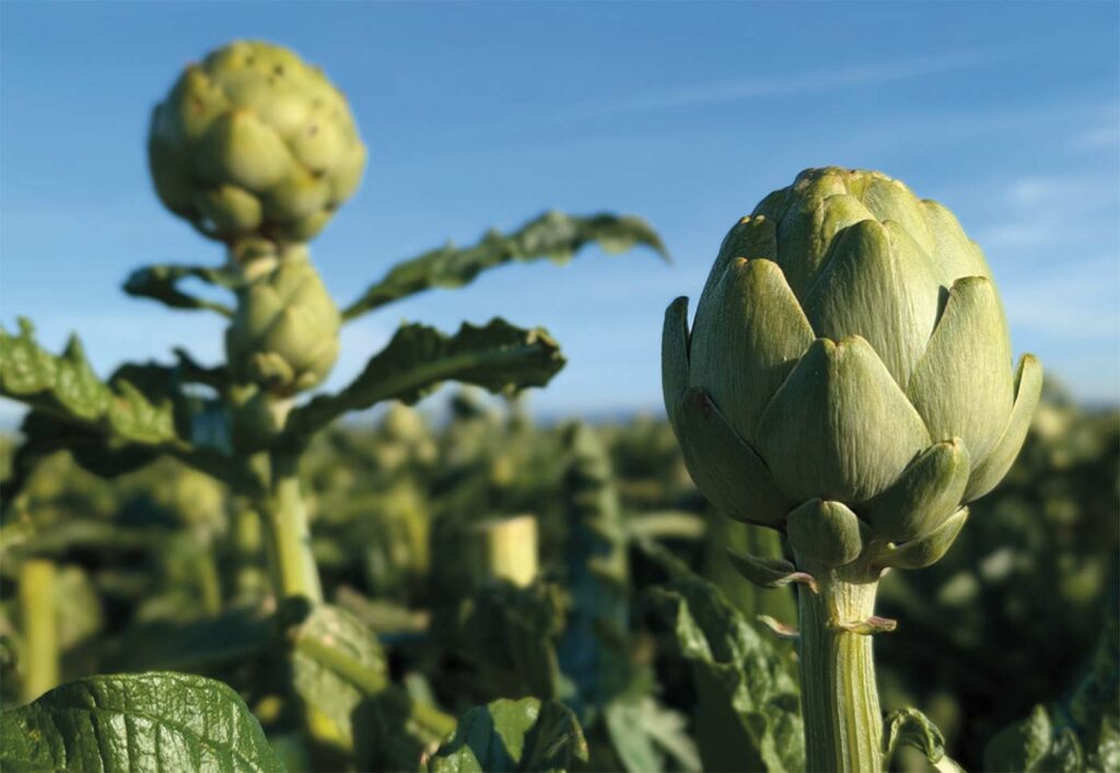 Artichokes - Edible Monterey Bay