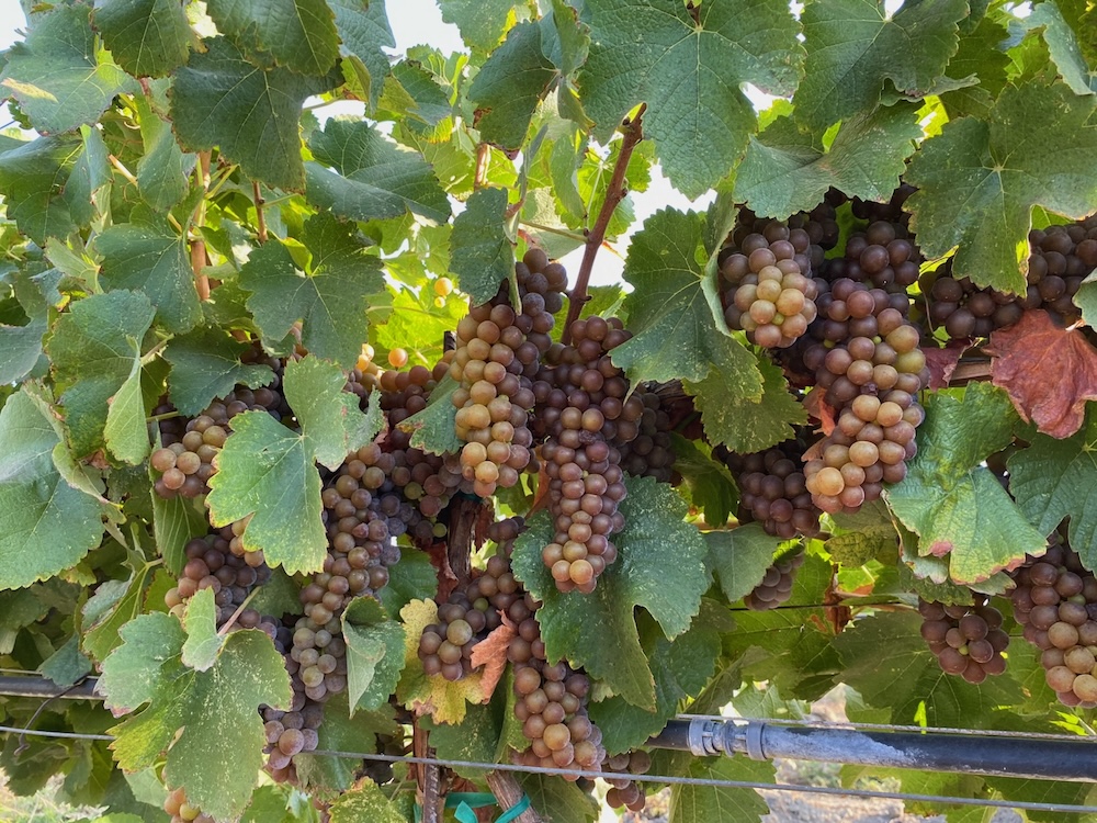 An Early Harvest for the Monterey Bay Area