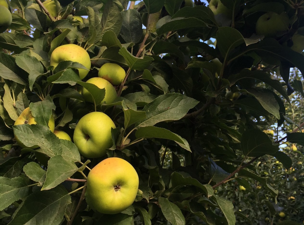 Apple Surprise: New Hope for Pajaro Valley Apple Growers