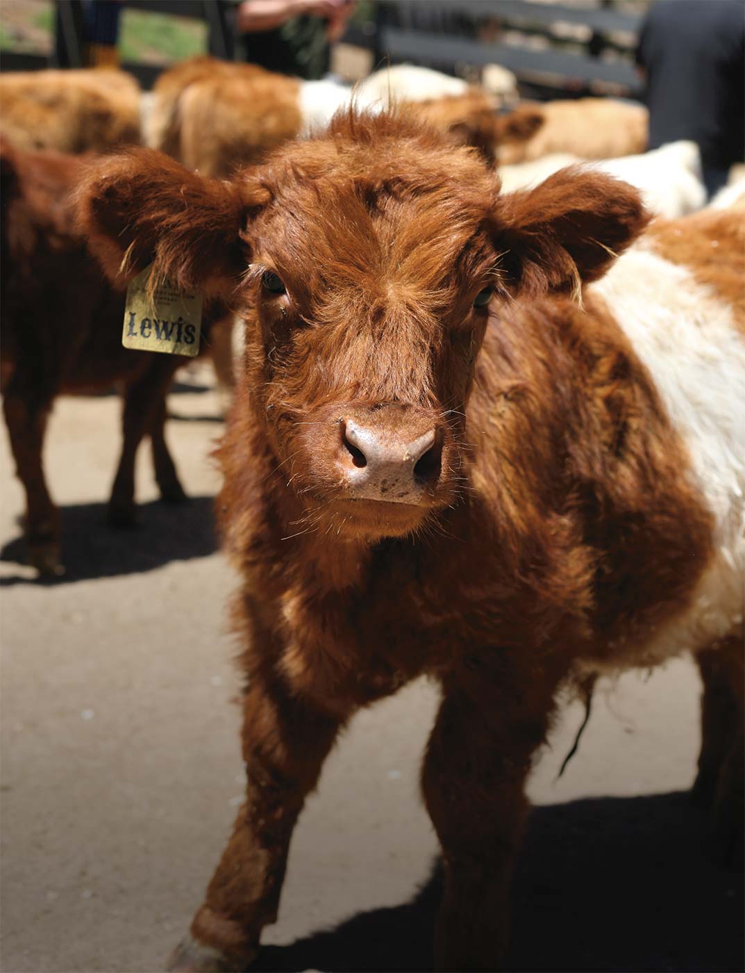 Fly Me to the Moo - Edible Monterey Bay