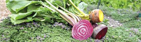 turnips