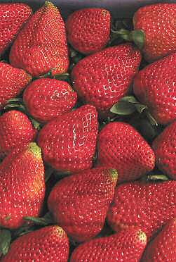 strawberries