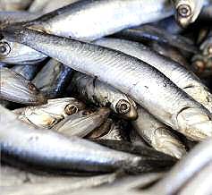 sardines