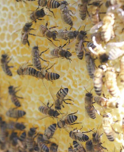 bees