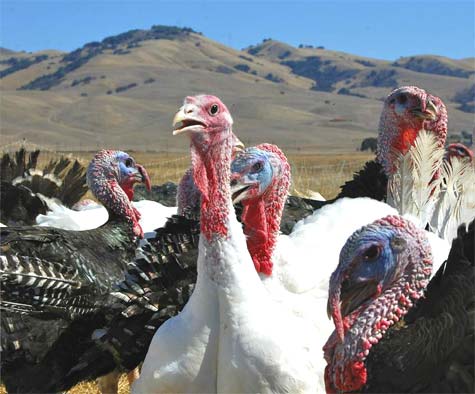turkeys