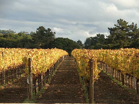 vineyard